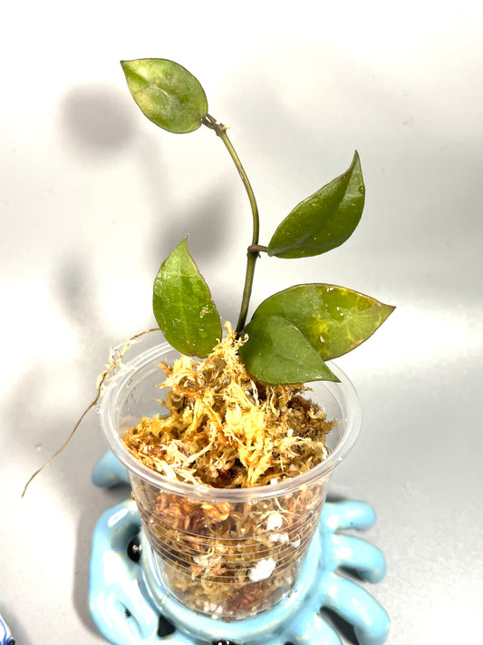 Hoya lacunosa Indonesia  - Unrooted