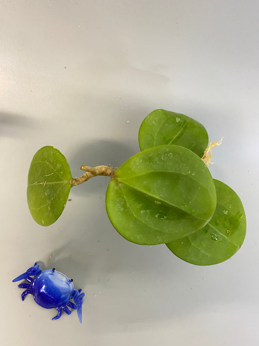 Hoya BP02 - unrooted