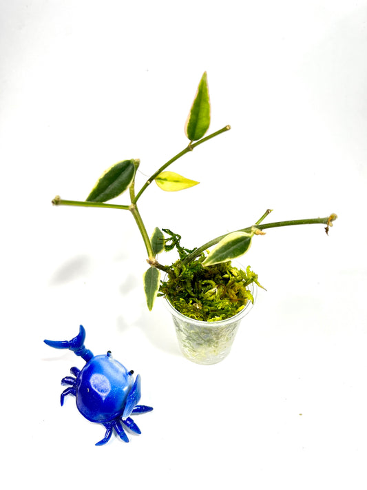 Hoya Bella outer variegation. (Albomarginata) - has some roots