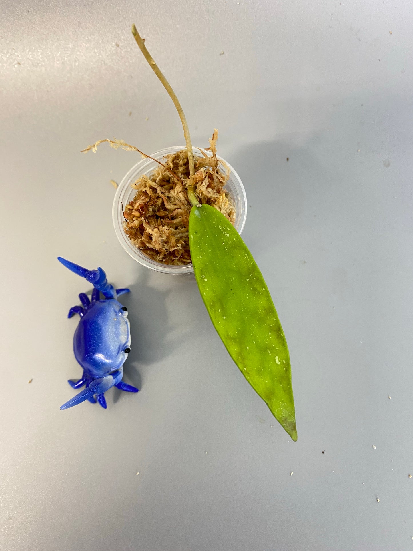 Hoya scortechinii pink UT001- Unrooted