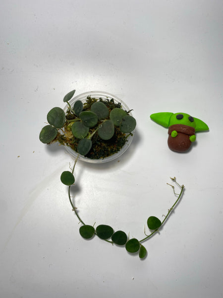 Hoya serpens -  has roots