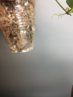 Hoya heuschkeliana - rooted
