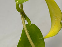 Hoya cagayanensis - new growth