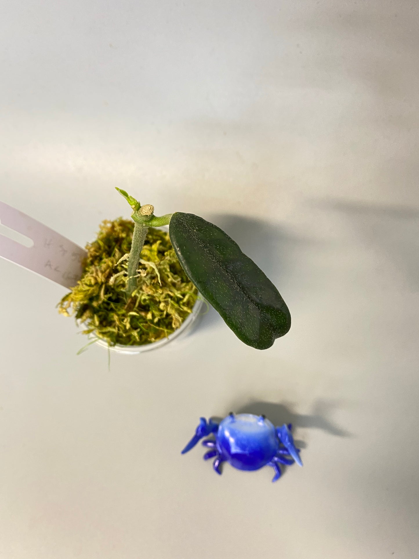 Reserved for Chrissy - Hoya sp 563 / globulosa / villosa