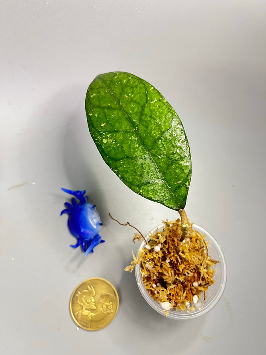 Hoya kalimantan hard leaves - Unrooted
