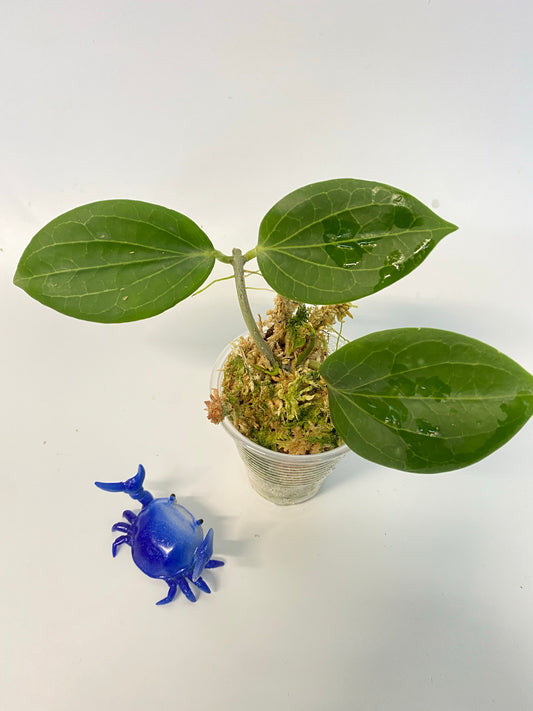 Hoya Hellwigiana - active growth