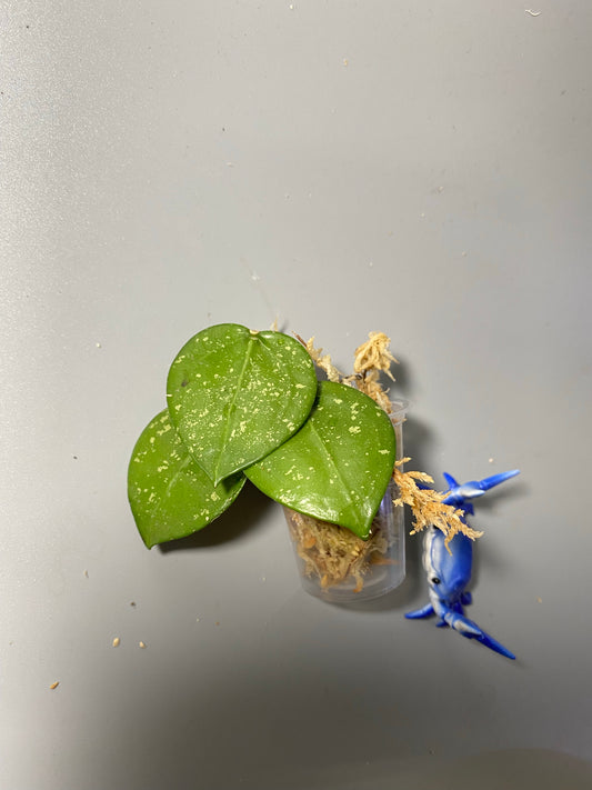 Hoya parasitica splash - unrooted