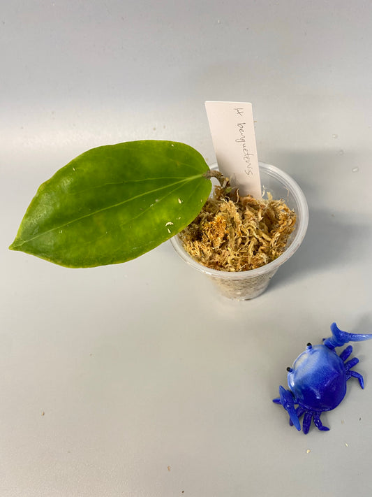 Hoya benguetensis - just starting to root