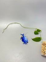 Hoya sp tenaru River - Unrooted