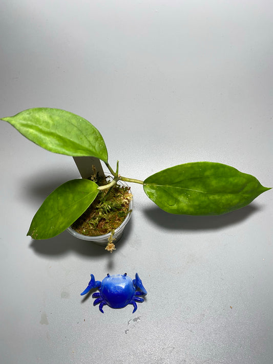 Hoya surisa (nicholsoniae x cv golden eye) - unrooted