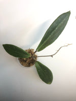 Hoya Benvergarai