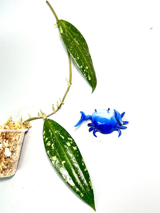 Hoya Malaysia splash - Unrooted