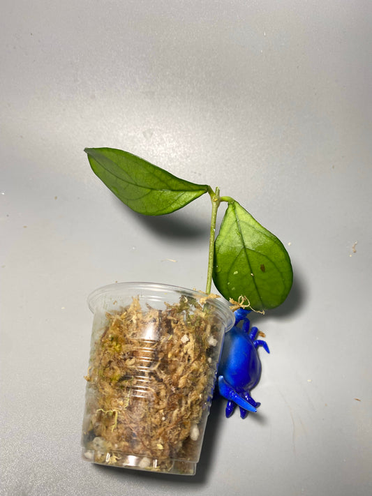 Hoya hainanensis - Unrooted