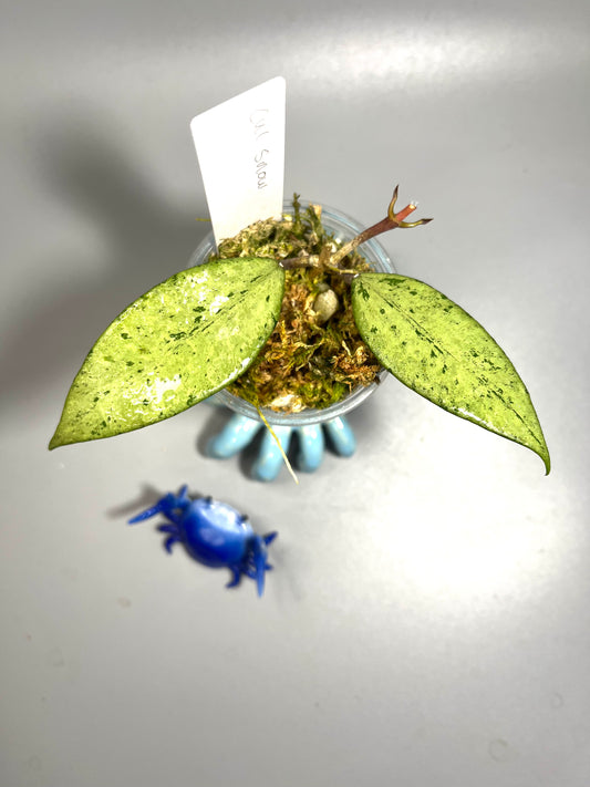 Hoya cui snow - Unrooted