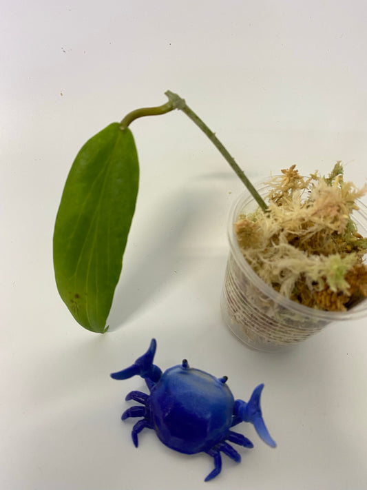 Hoya siariae pink - unrooted