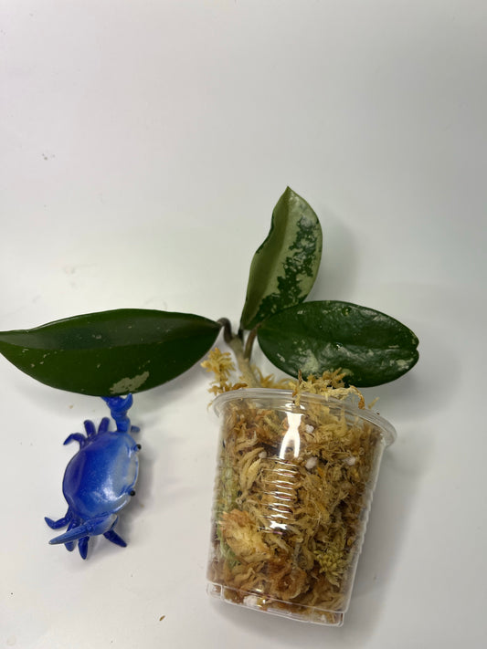 Hoya AH-074 silver clone- Unrooted