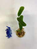 Hoya rotundiflora - starting to root