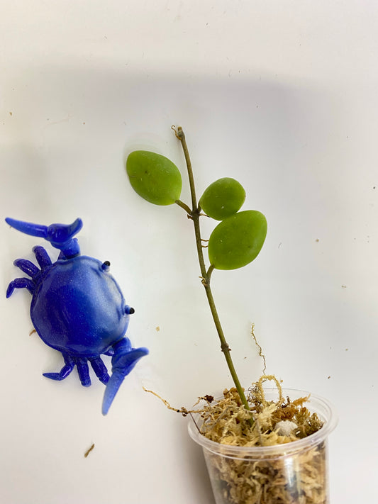 Hoya pallilimba - unrooted