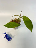 Hoya camphorifolia - has roots