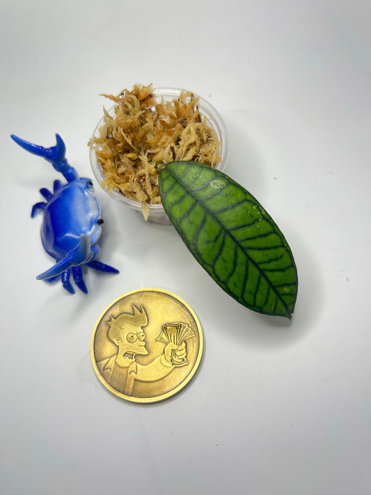 Hoya gunung gading - Unrooted