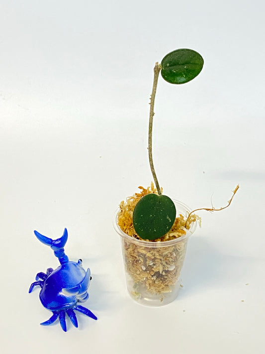 Hoya mathilde - unrooted