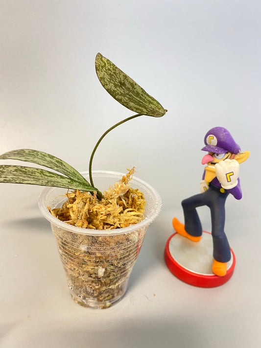 Hoya sigillatis - starting to root