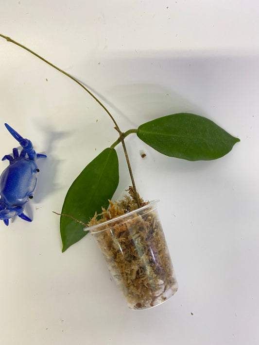 Hoya patella white - starting to root