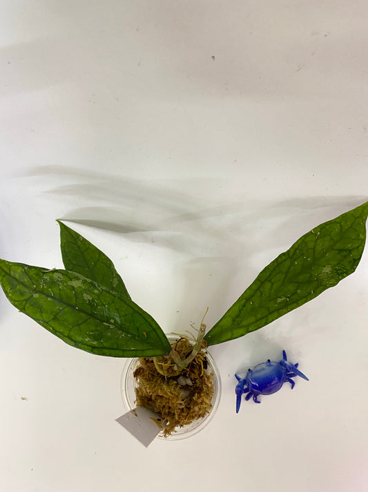 Hoya Germany - Unrooted