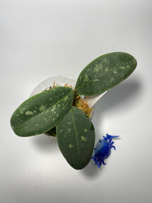 Hoya rintzii borneo - 2 nodes - has some roots