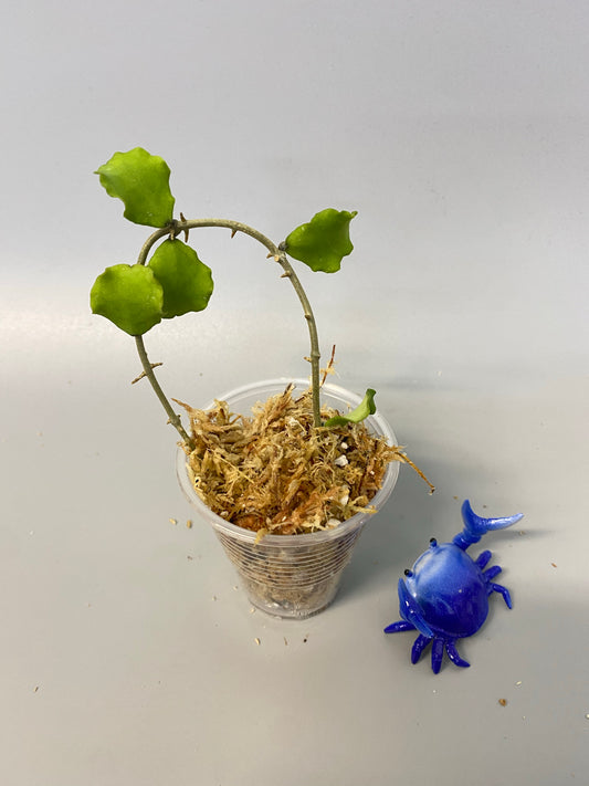 Hoya kanyakumariana - unrooted