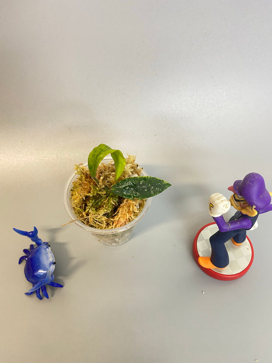 Hoya phuwuaensis / Phu wua - has some roots