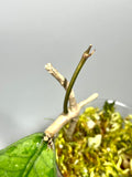 Hoya sp aceh  - active growth