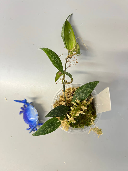 Hoya parviflora splash - has some roots