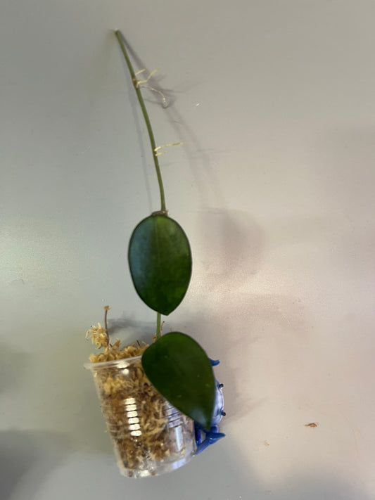 Hoya pottsii - Unrooted