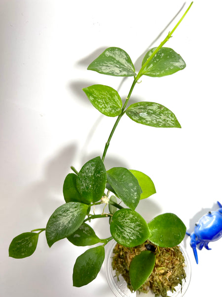 Hoya biakensis - active growth