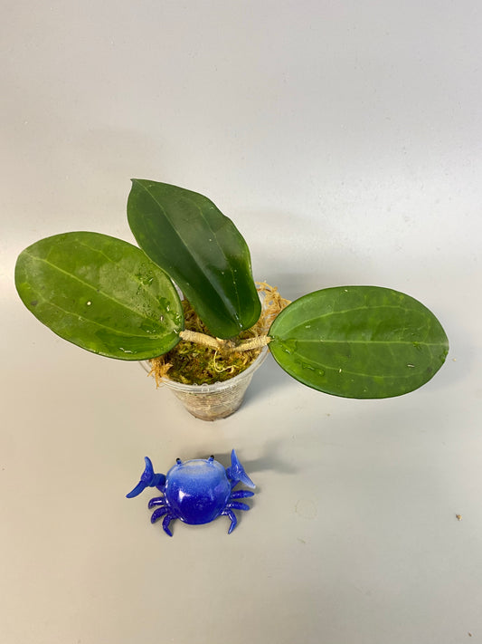 Reserved for Myanh - Hoya Hanhiae pink - new growth