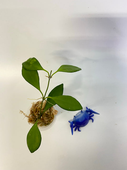 Hoya Davidcummingii - starting to root