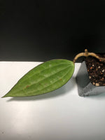 Hoya cinnamomifolia
