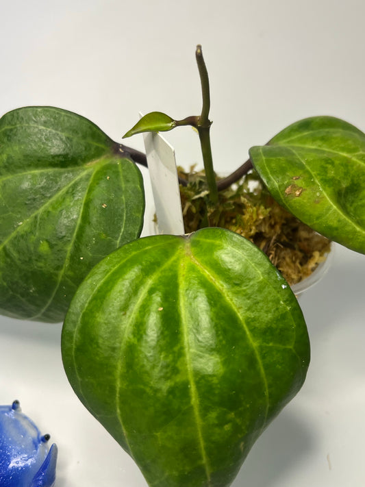 Hoya Sarawak - active growth