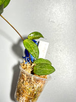 Hoya elliptica small leaf - has some roots