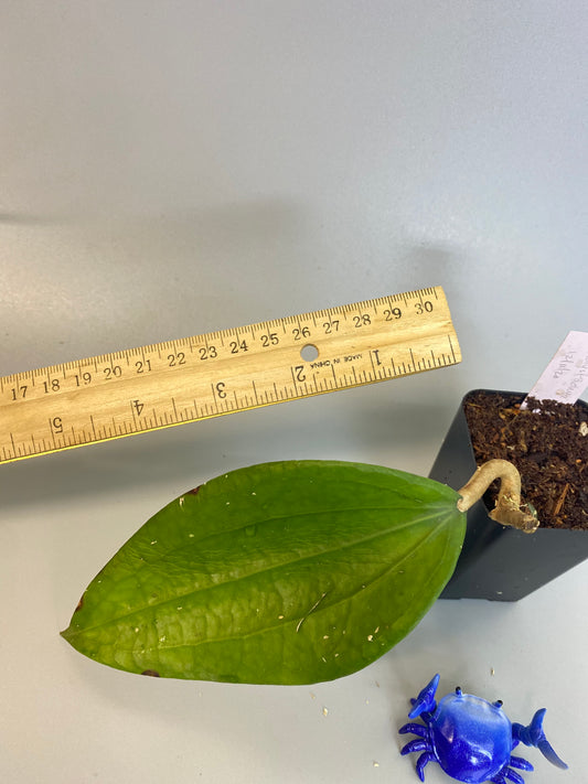 hoya polystachya - rooted with a large leaf