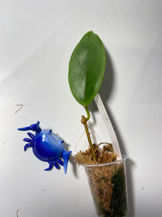 Hoya incrassata - has some roots