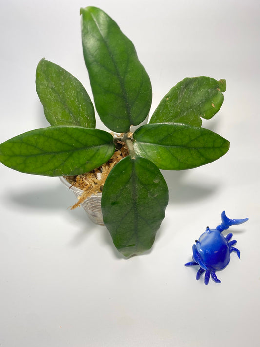 Hoya dasyantha - has some roots