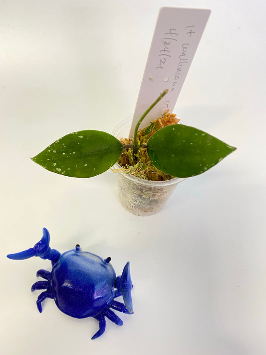 Hoya walliniana - growth point forming