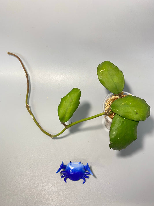 Hoya waymaniae borneo - has some roots