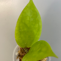 Hoya surisa (nicholsoniae x cv golden eye) - unrooted