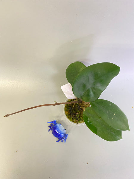 Hoya fungii x pubicalyx - active growth