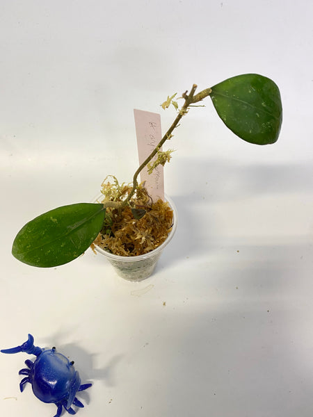 Hoya erythrostemma - big pink - active growth
