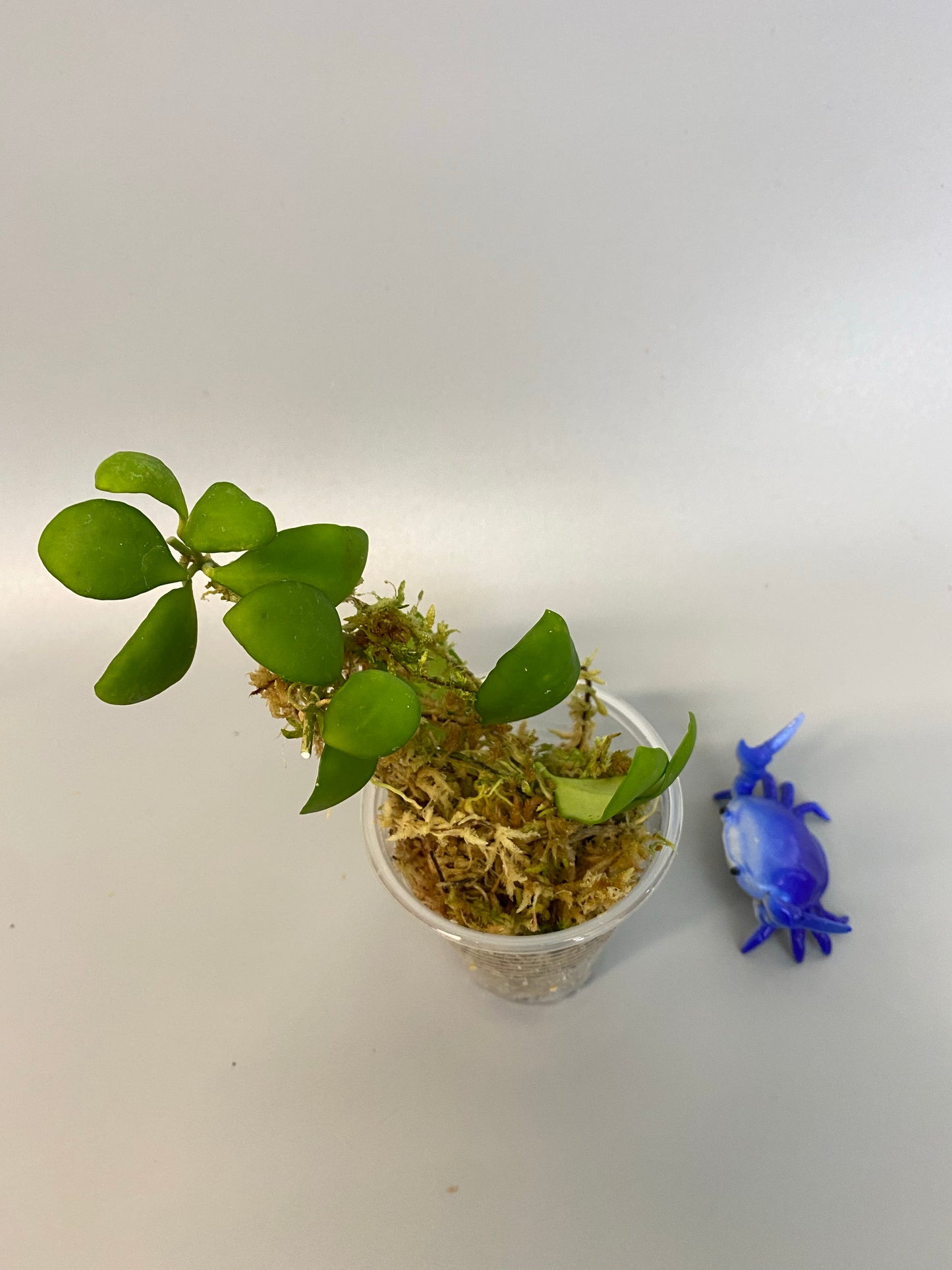 Hoya heuschkeliana yellow - rooted