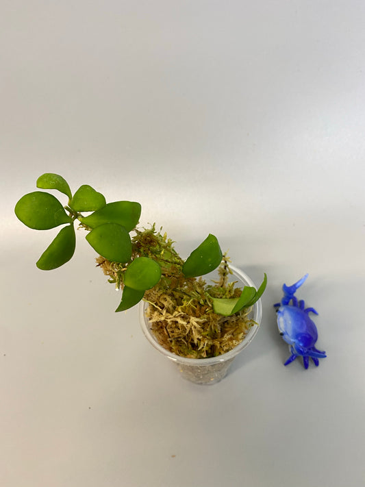 Hoya heuschkeliana yellow - rooted